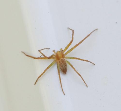 Philodromus sp.